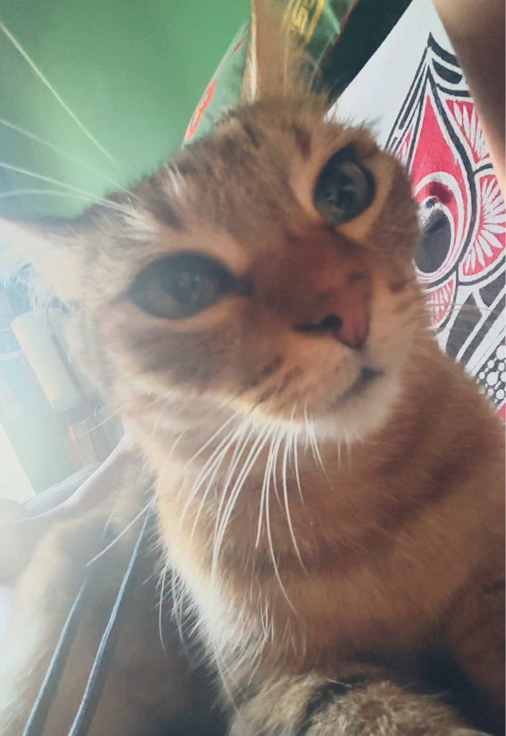 @Life with Kokoro the cat