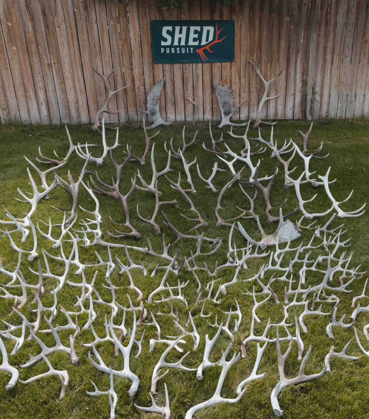 @Shed Pursuit