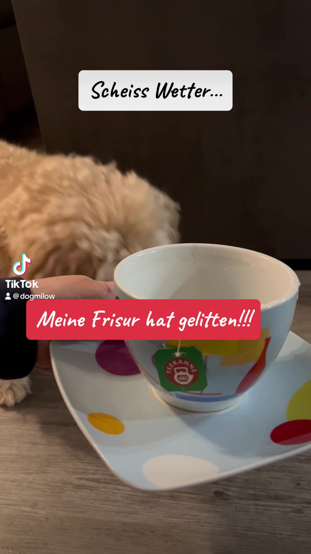 @DogMilow
