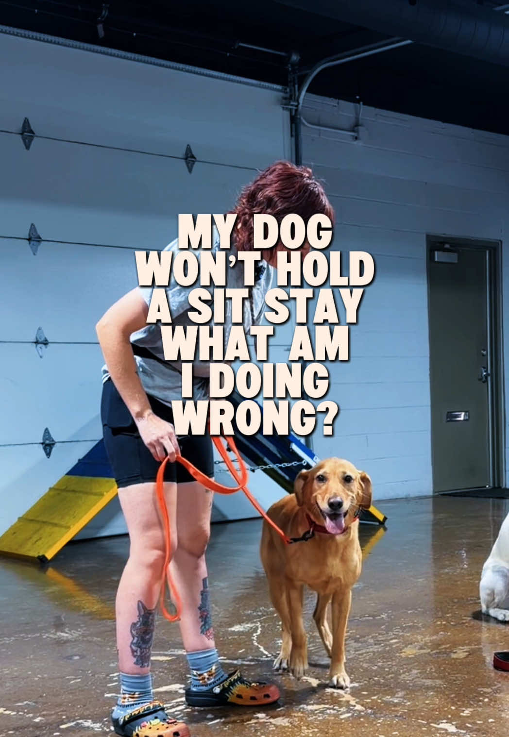 @Miracle K9 Training