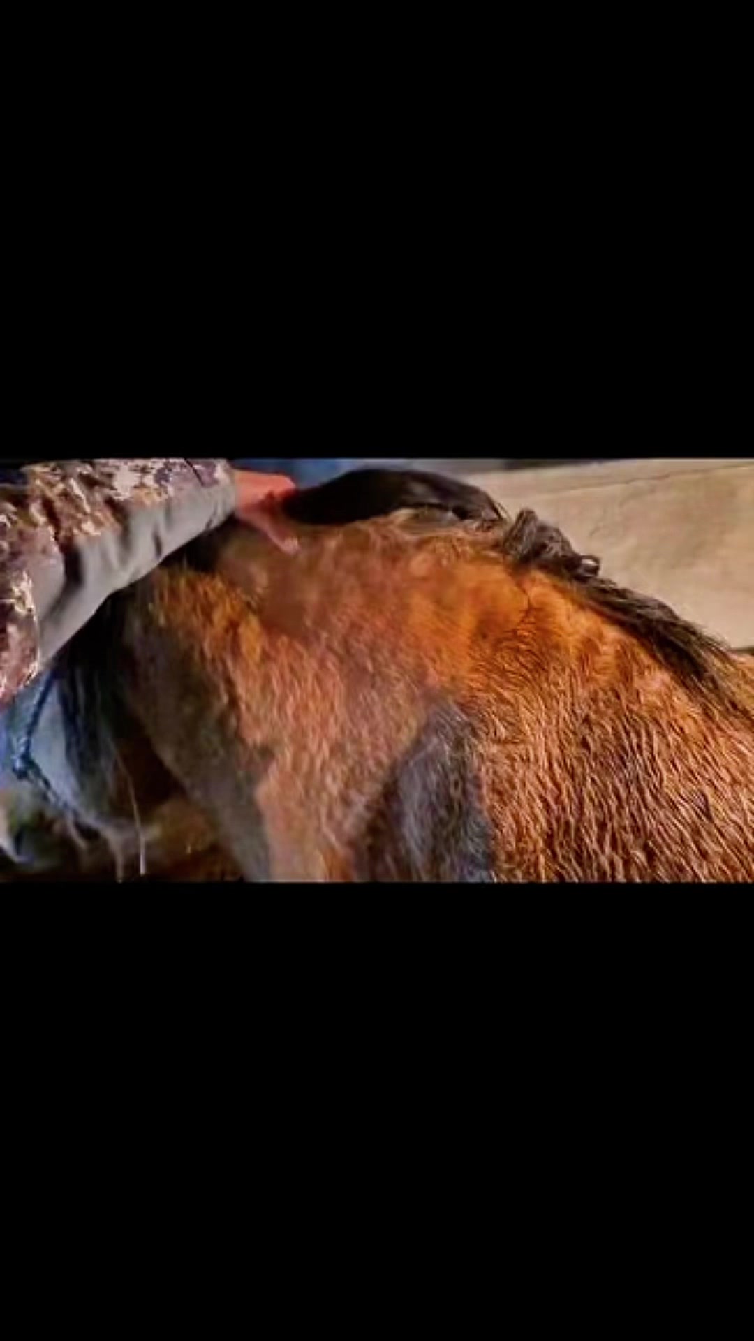 @KH KAZ_ULAN🐴
