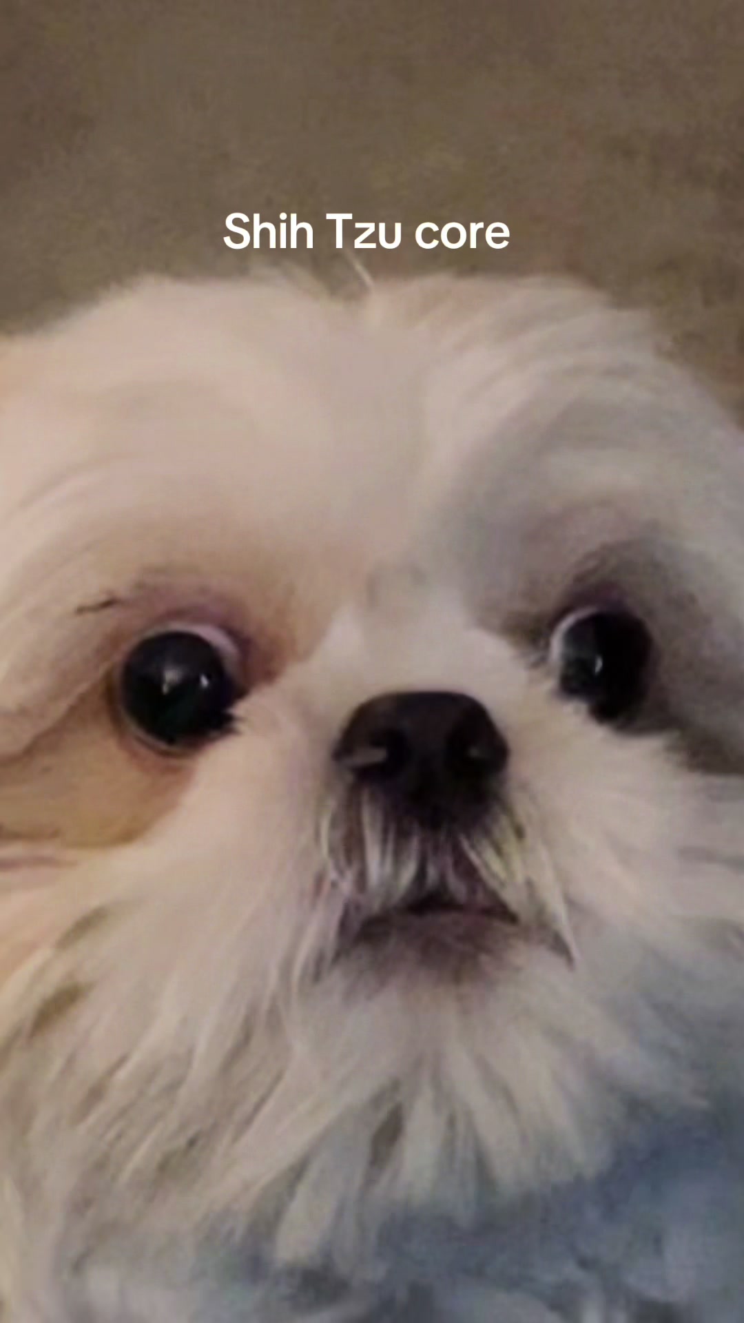 @Hugh the Shih Tzu
