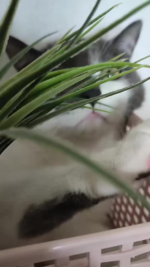 @𝐒𝔸𝓜тᑭᶠ&ouml;тᑕｈⒺή