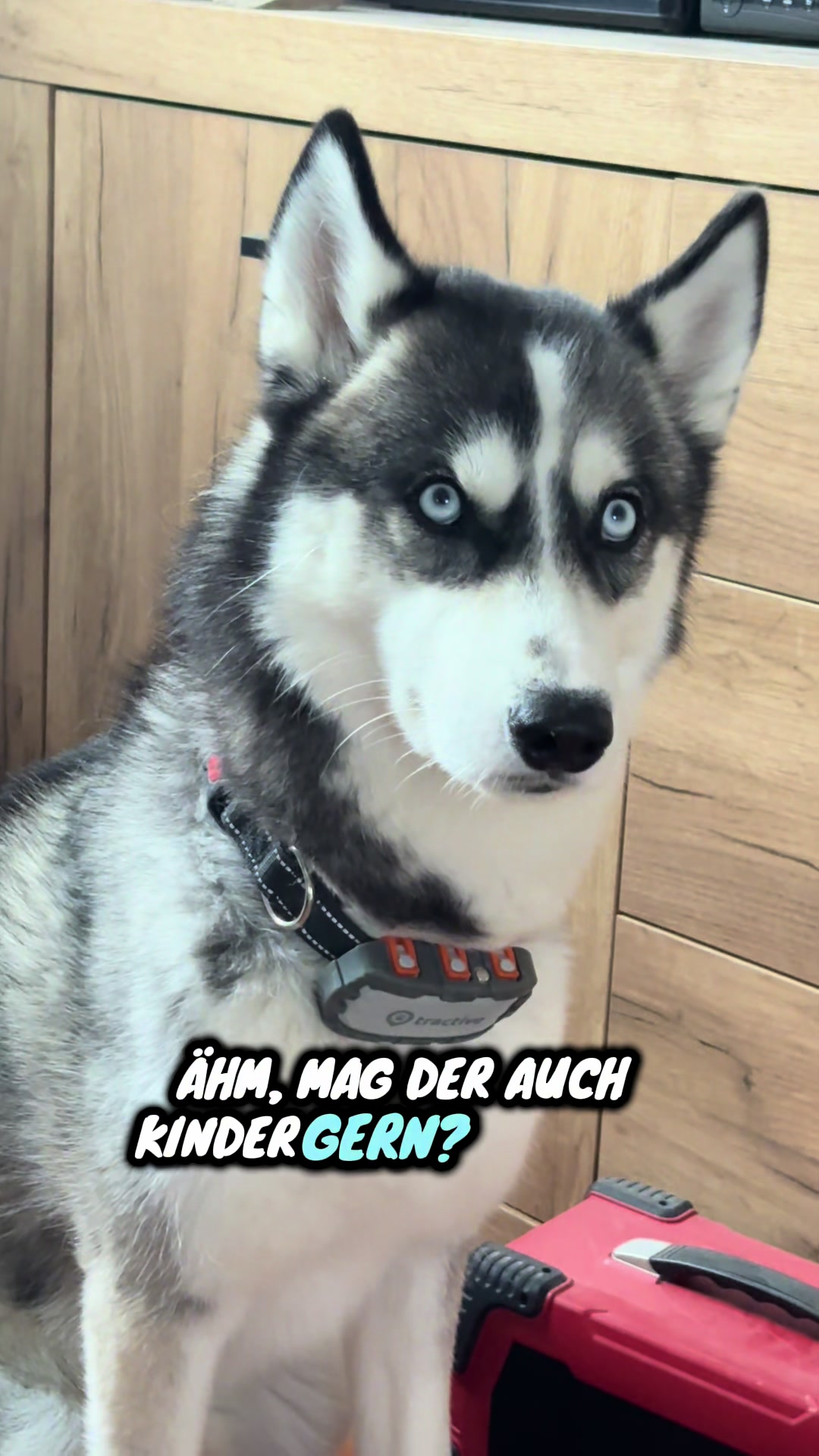 @HuskyShow