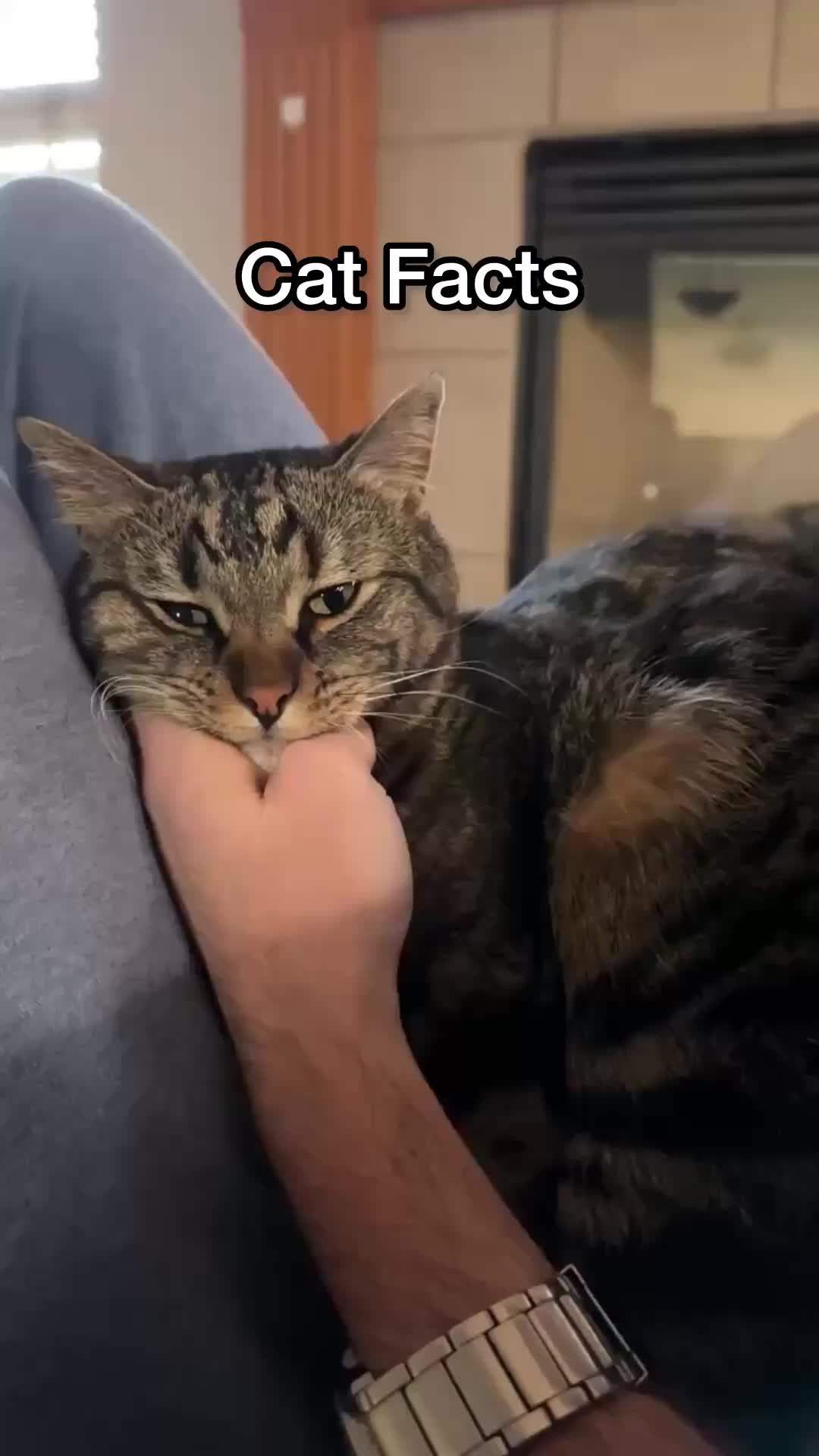 @Chip The Manx