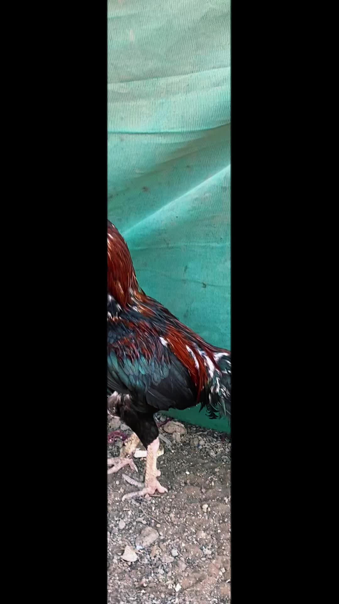 @🖤