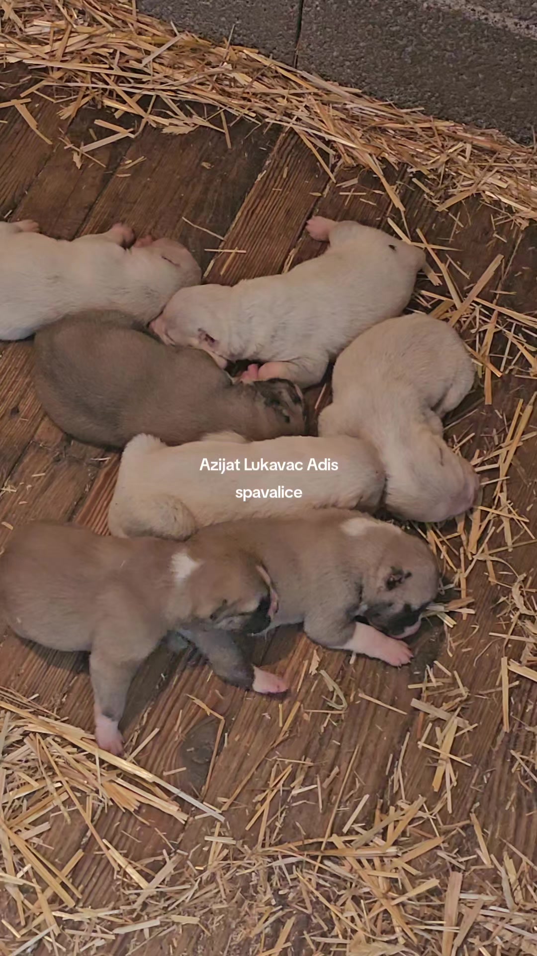 @Alabai Dogs Adis