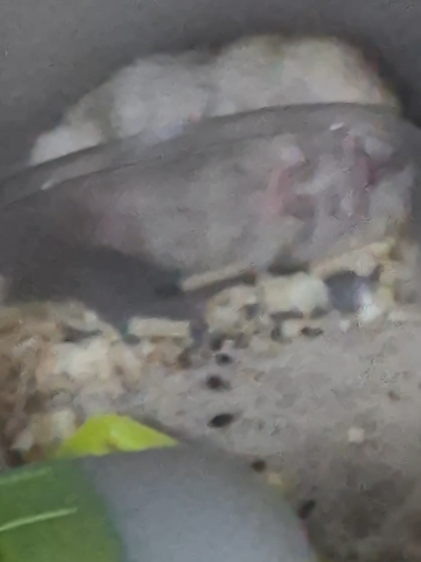 @햄찌🐹소금이🐭🌸푸딩이