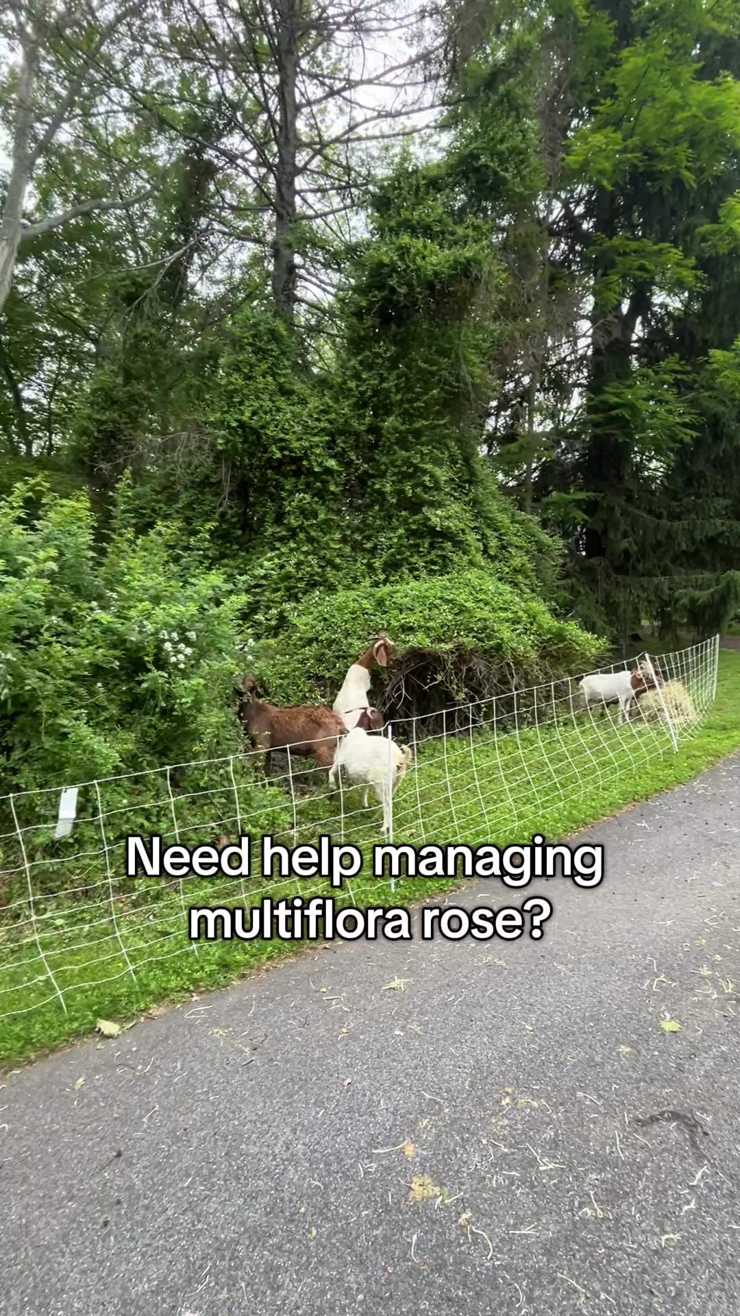 @amazingrazinggoats