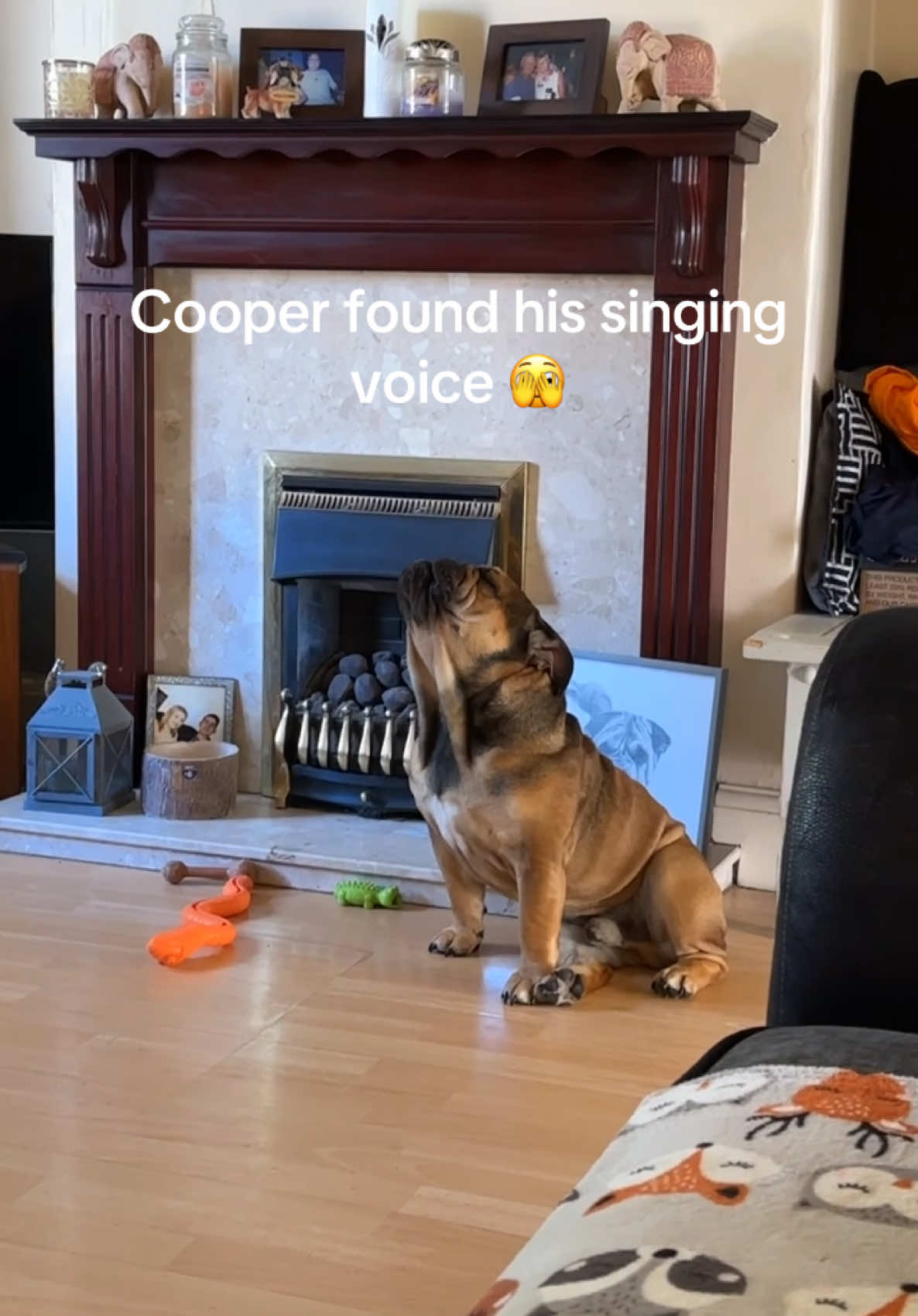 @Cooper the bulldog