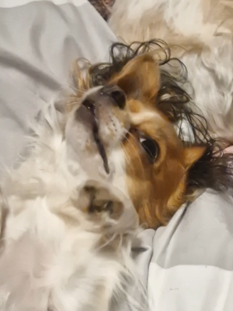 @🌸🐾꧁ 𝒮𝒶𝓃𝓃𝒾 ꧂🐾🌸