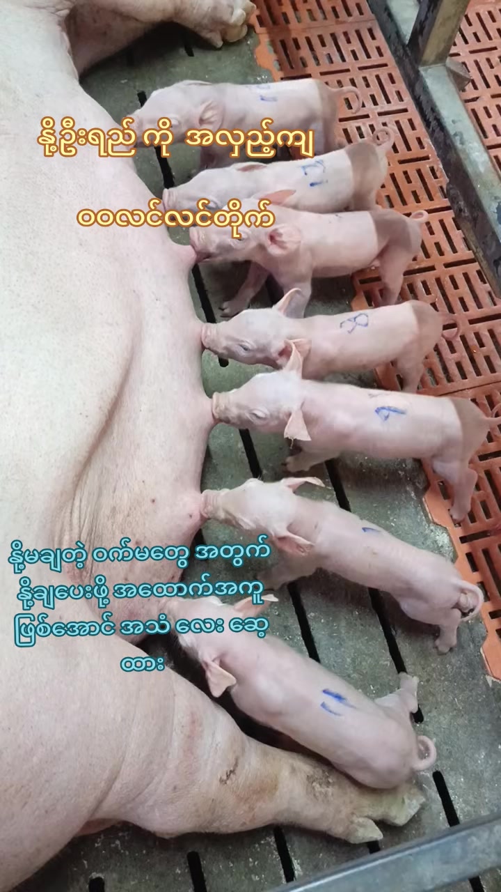 @"ရွှေဖြူးသား"၀က်မွေးမြူရေးခြံ
