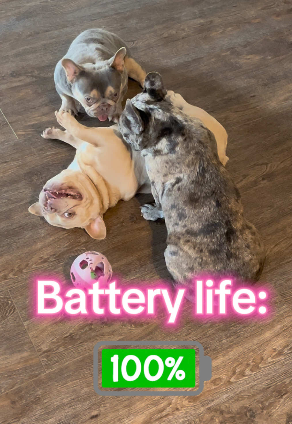 @Peanut the Frenchie 🐾
