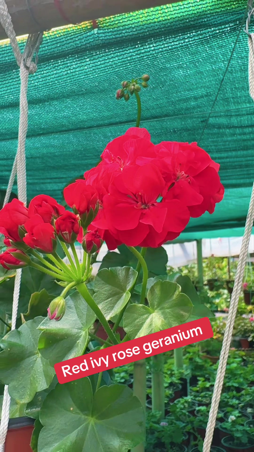 @Nirvan Nursery