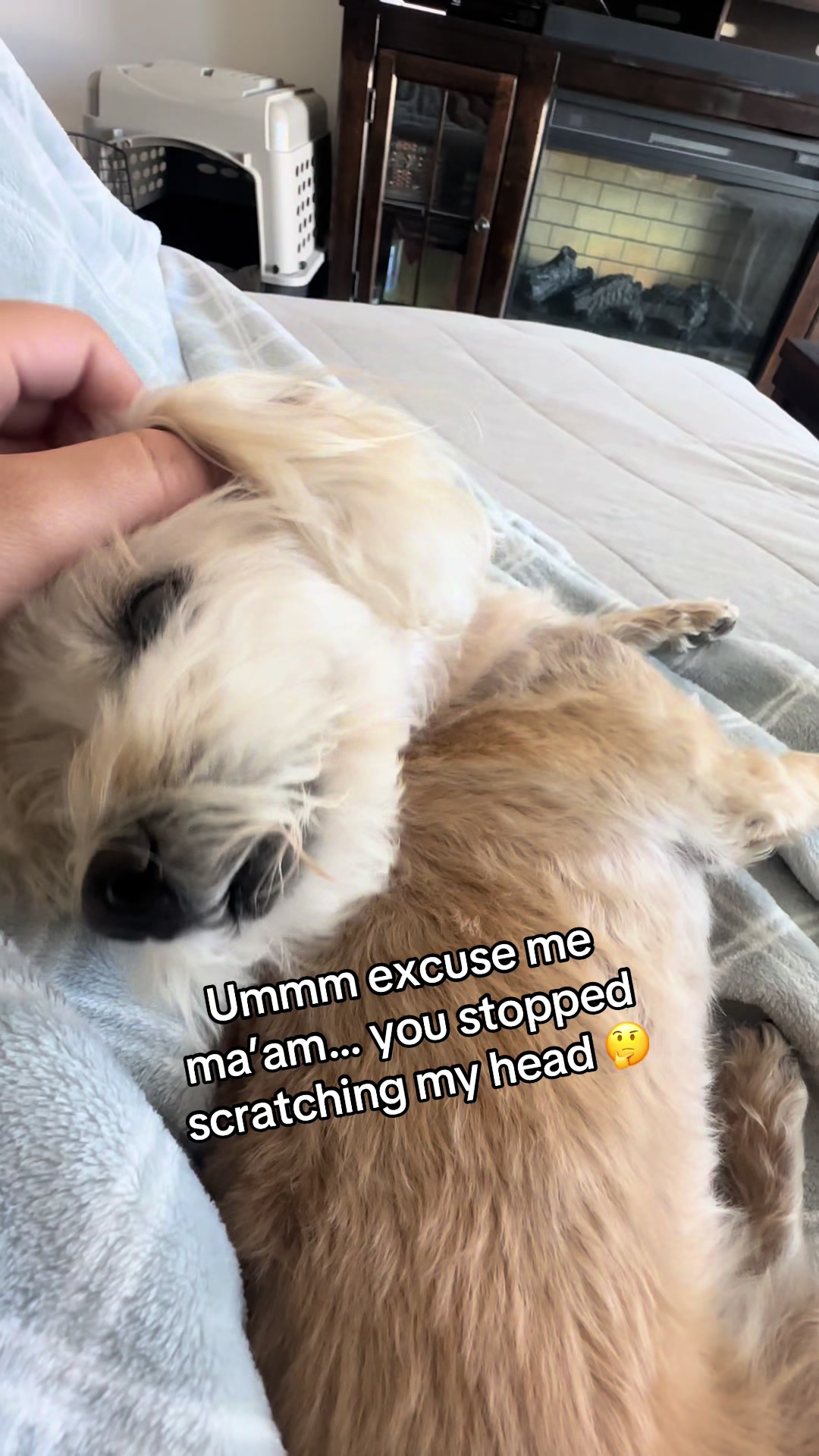 @He Was A PoodleBoi