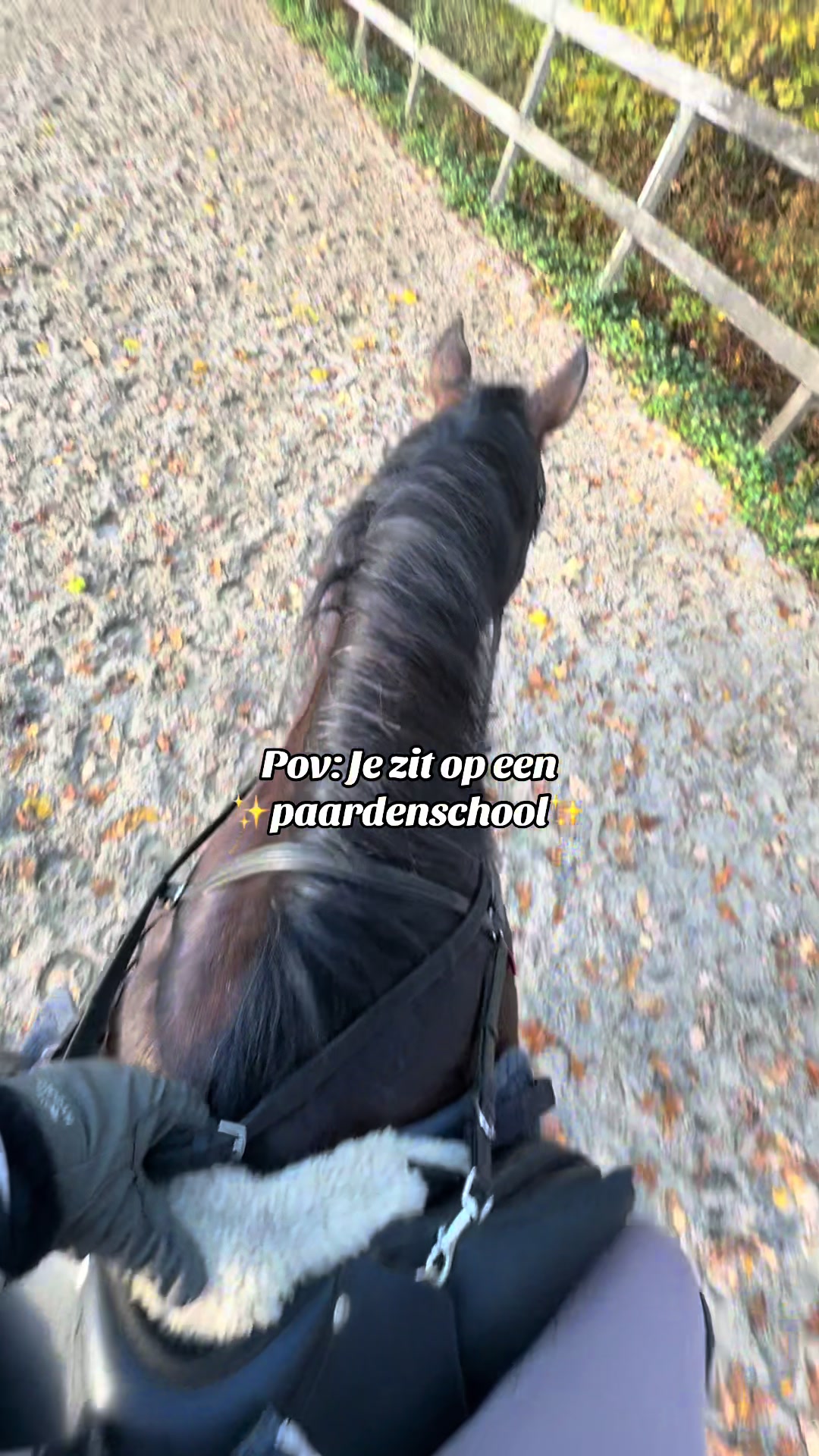 @Paardensport & -houderij Curio