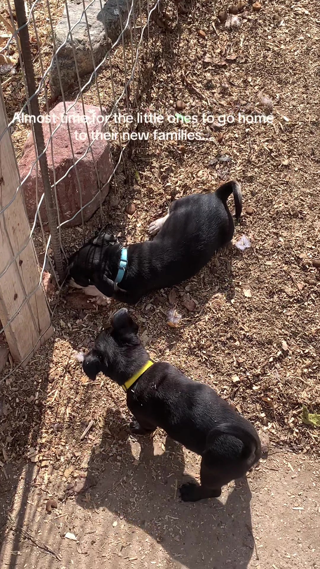 @lovinglifewithpuppies🐾🇨🇦🐾
