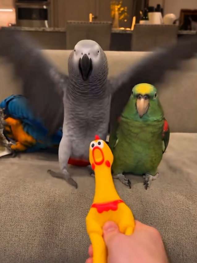 @Prankster Beaks