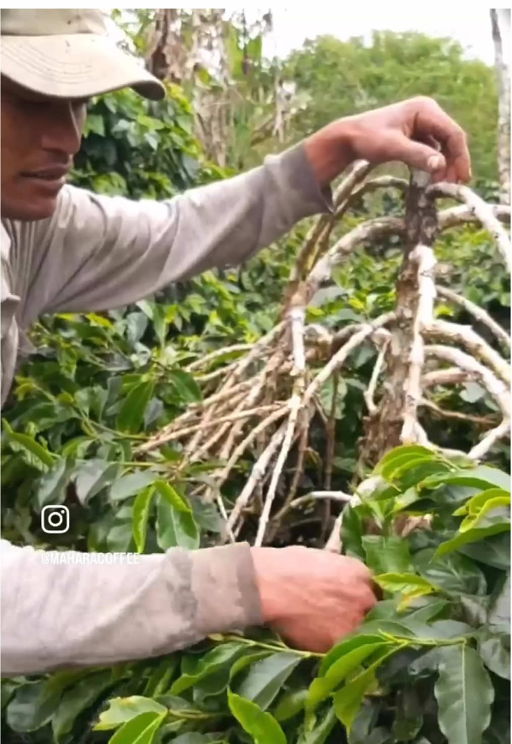 @maharakopigayo