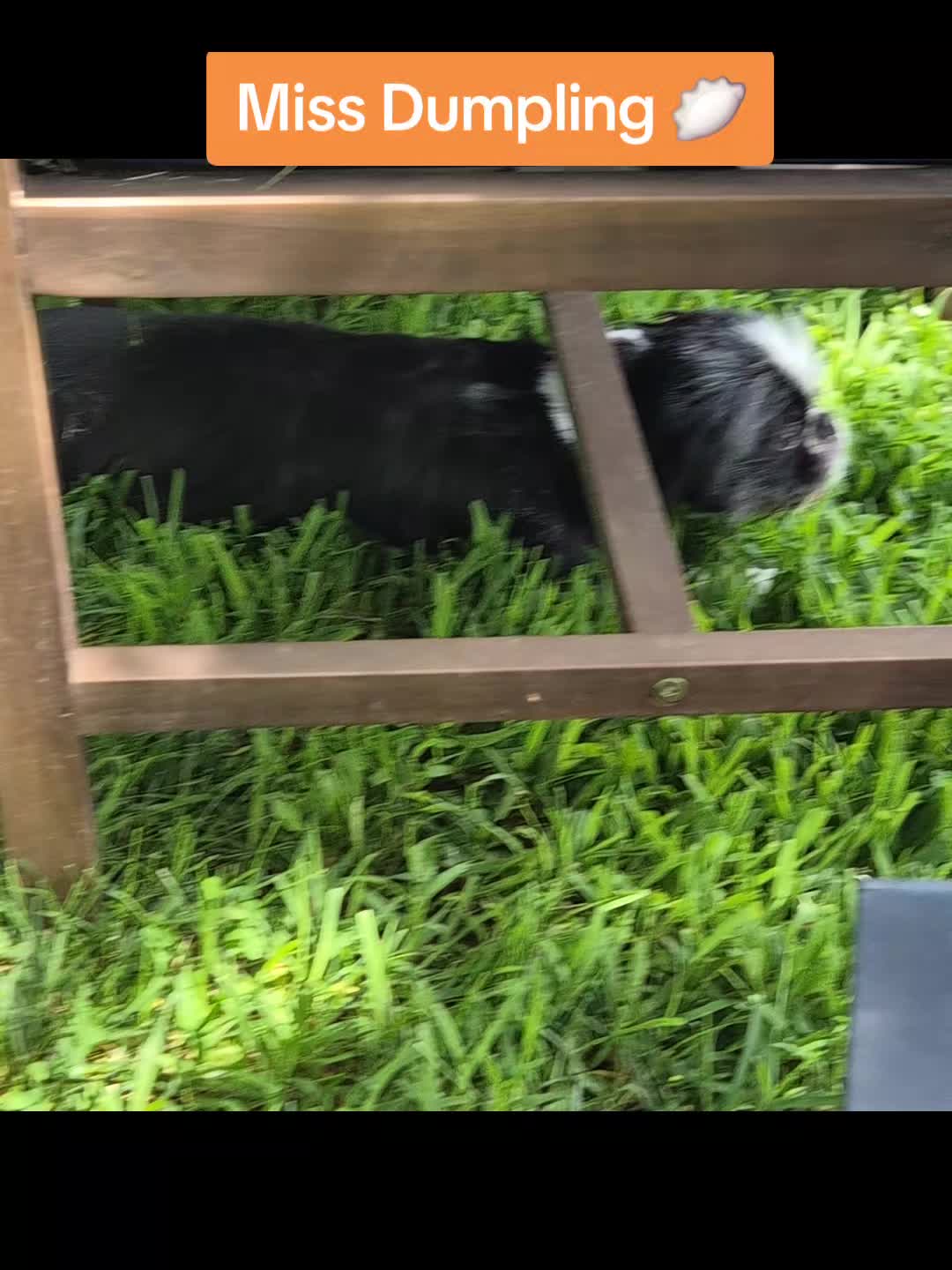 @Barb's Precious Pups