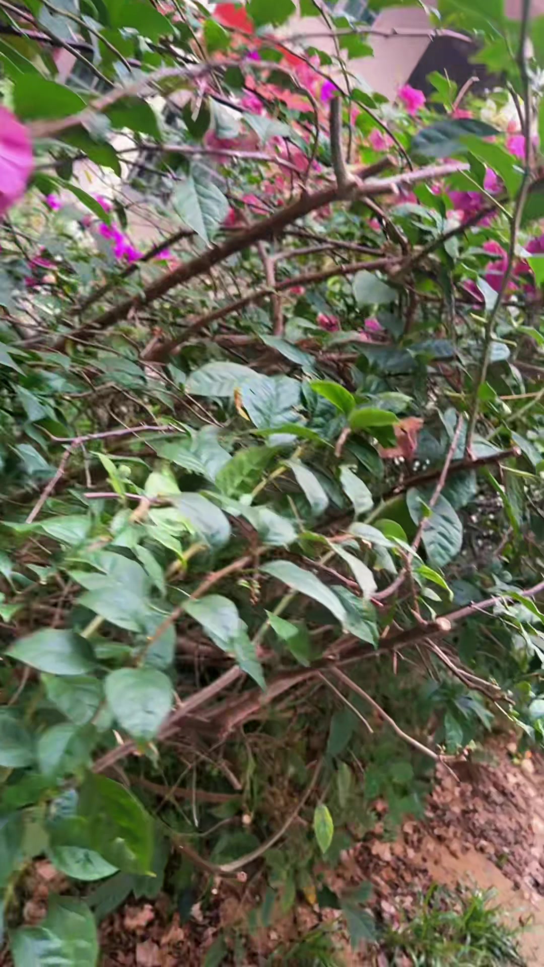@꧁🇮🇩💜🇸🇬꧂
