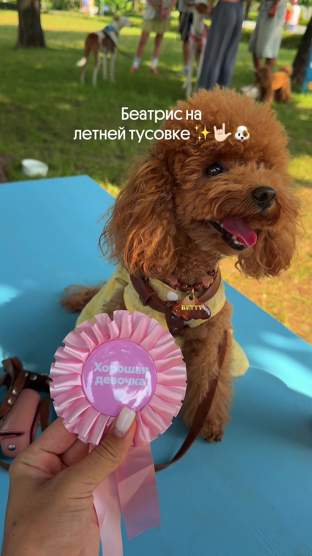 @beatrice_poodle