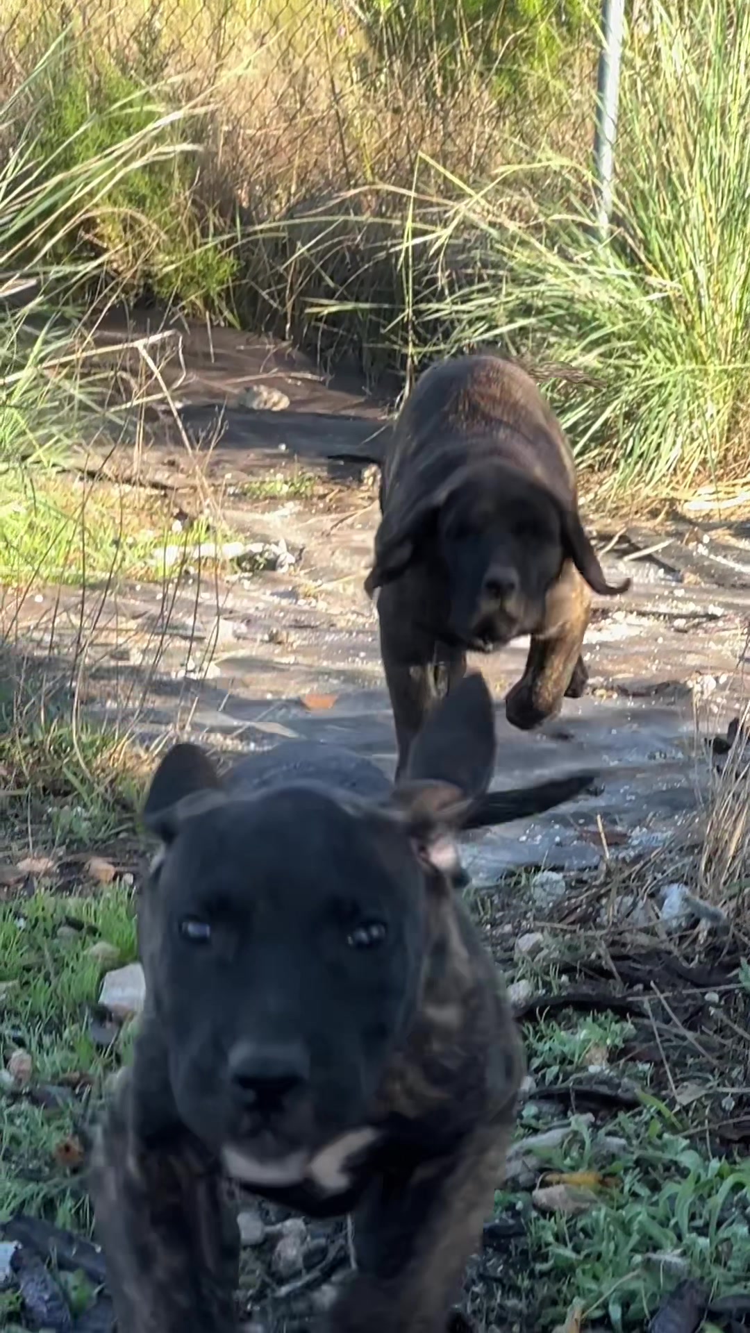 @Presacanario_bulldogfrances