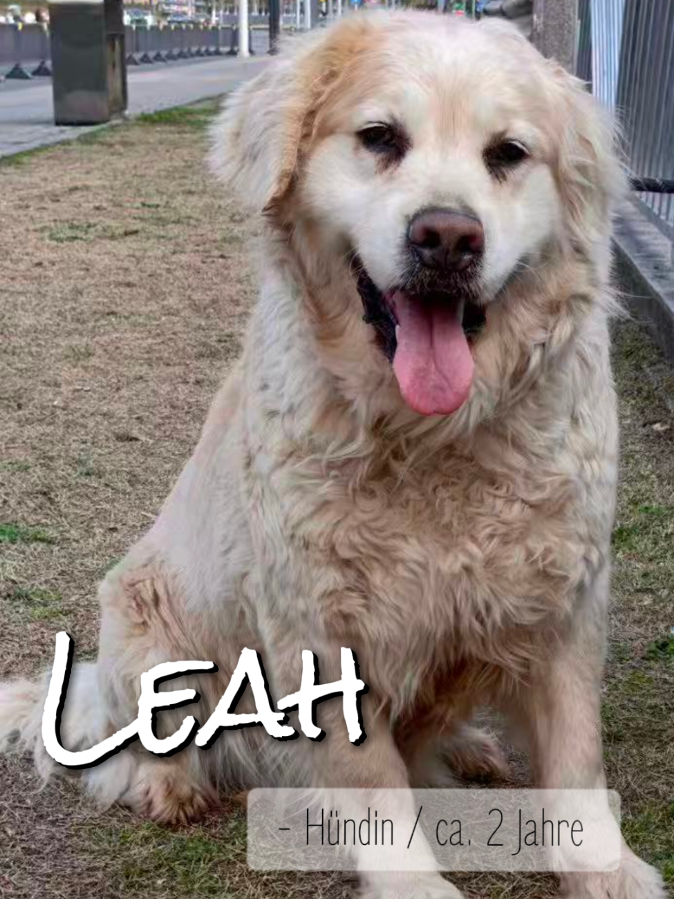 @Bao_En_Temple_animalrescue