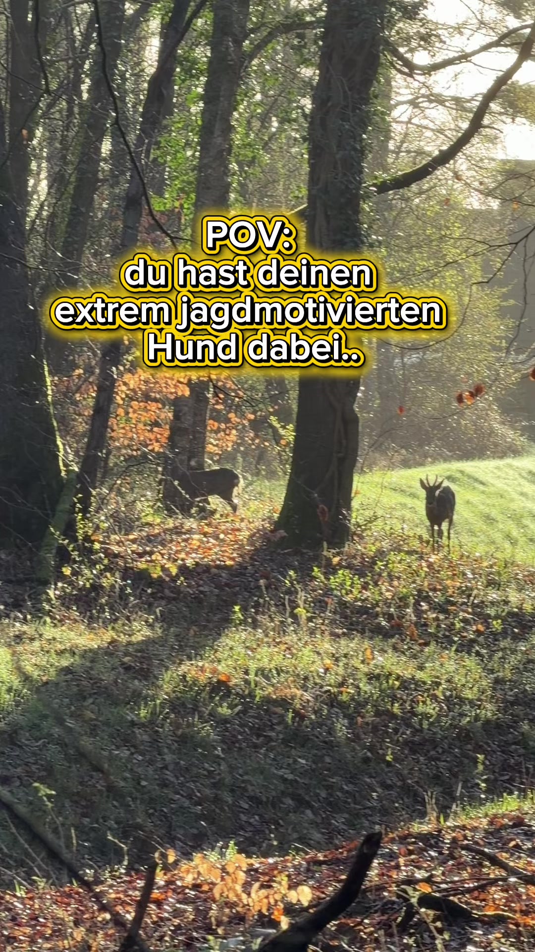 @INSAbenteuerHund