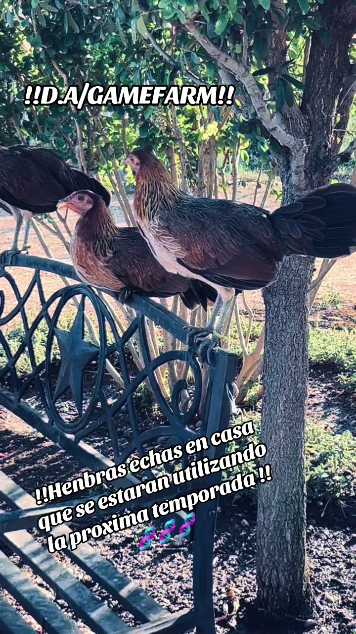 @DAgamefarm