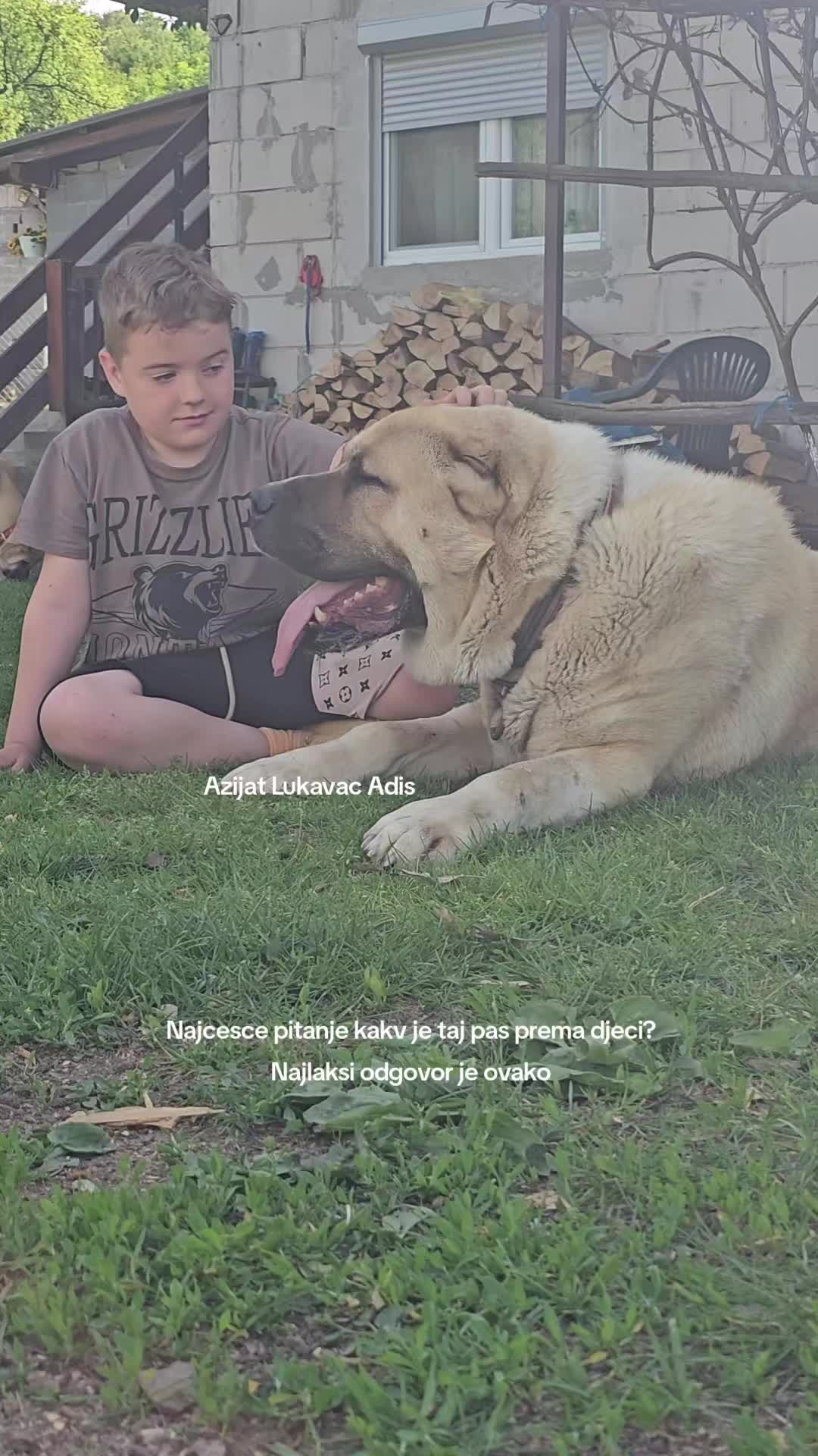 @Alabai Dogs Adis