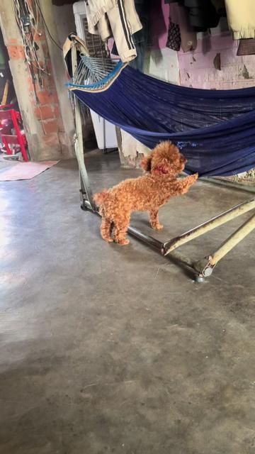 @Nị Đẹp Chó 🐶