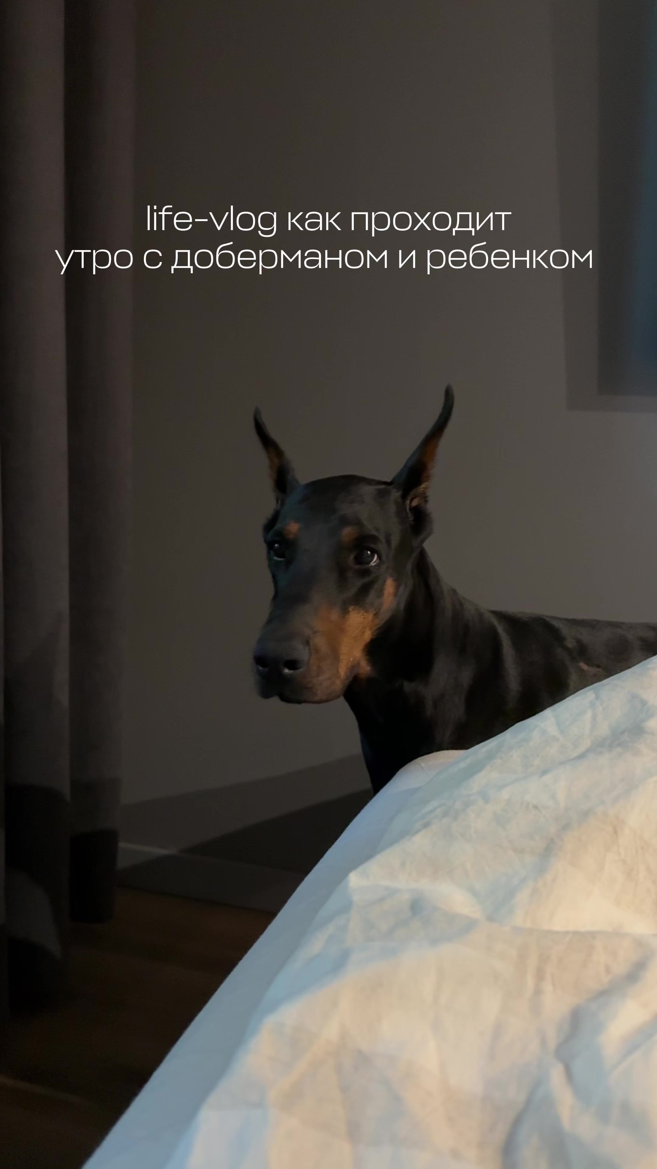 @doberblogger