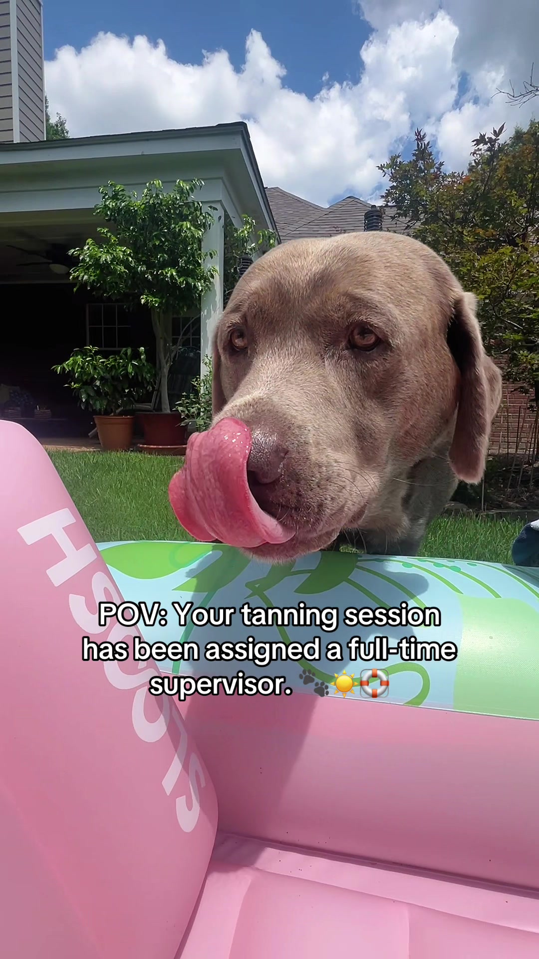 @Hank the Tank | Silver Lab 🩶