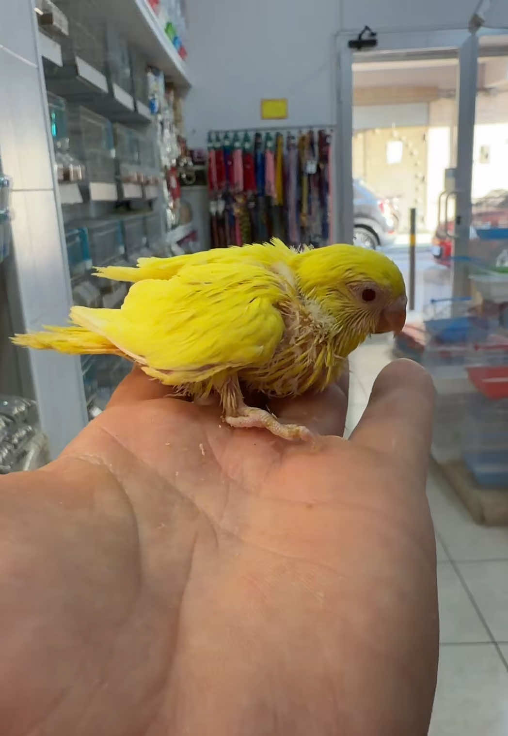 @Baby’s Bird