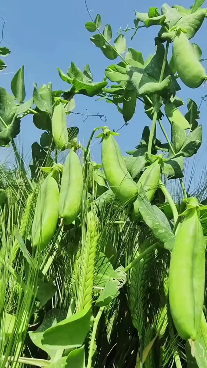 @Zortrax Agriculture Inc