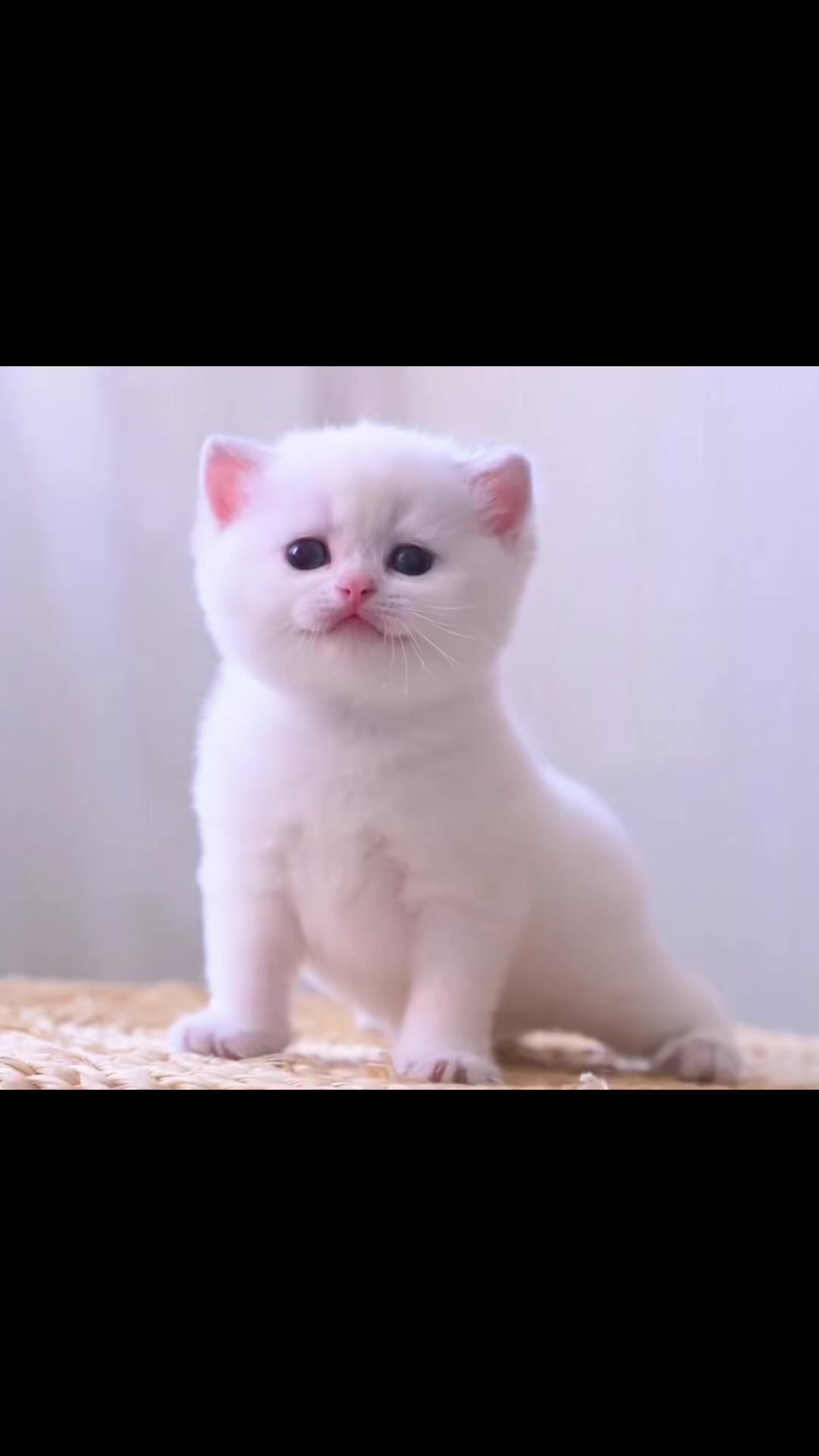 @UCHINOKOmohumohu
