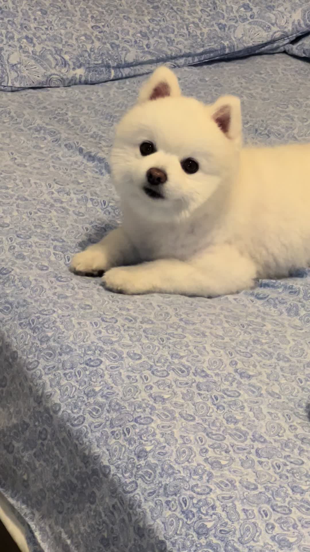 @chikuworld1