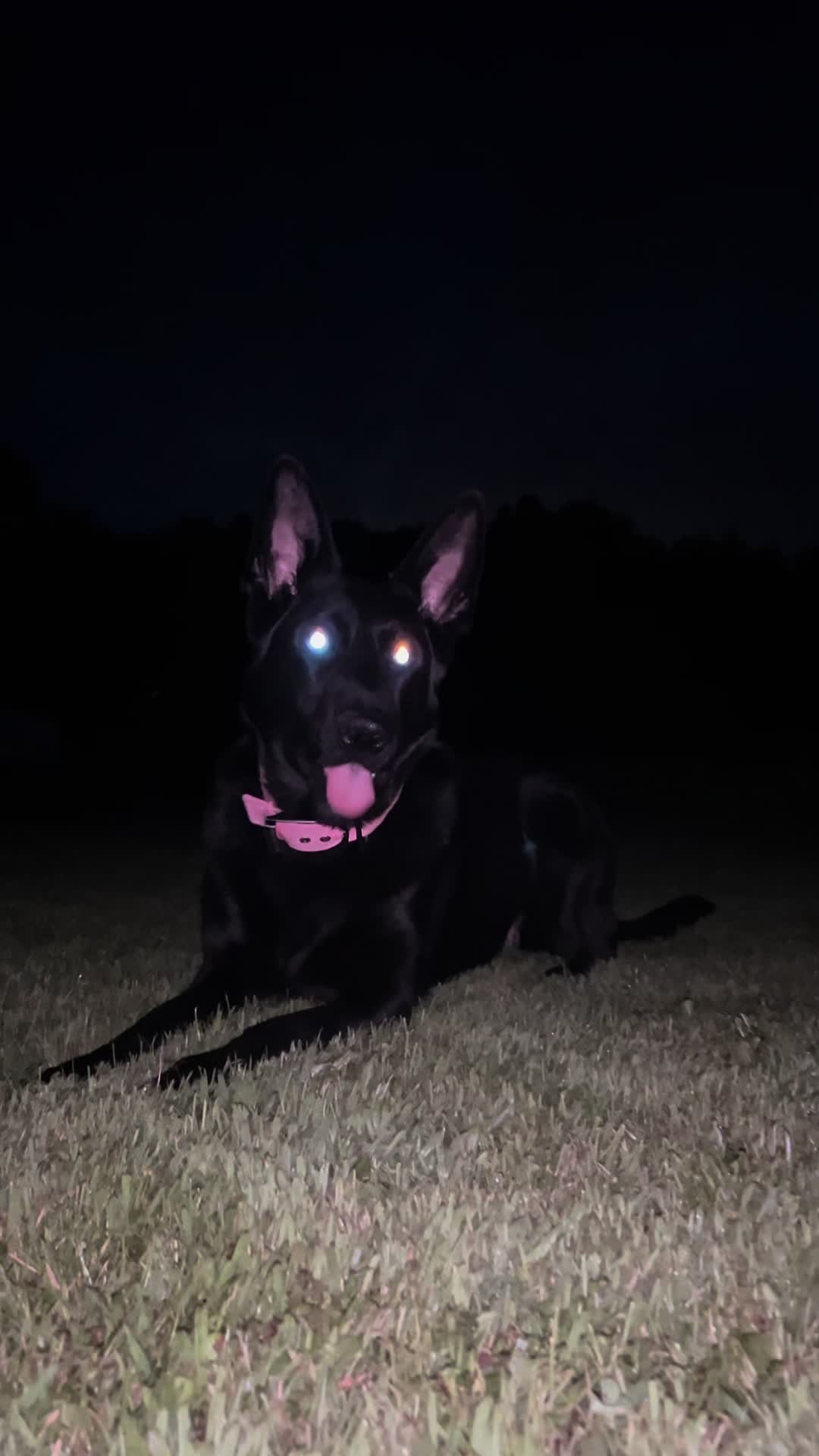 @🖤Kristin | Ironbound GSD🐾