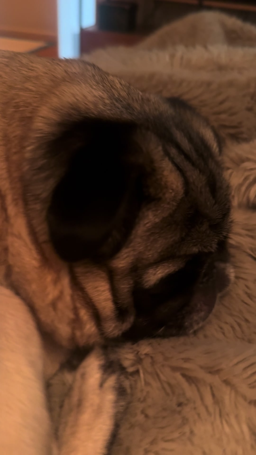 @thepugfang