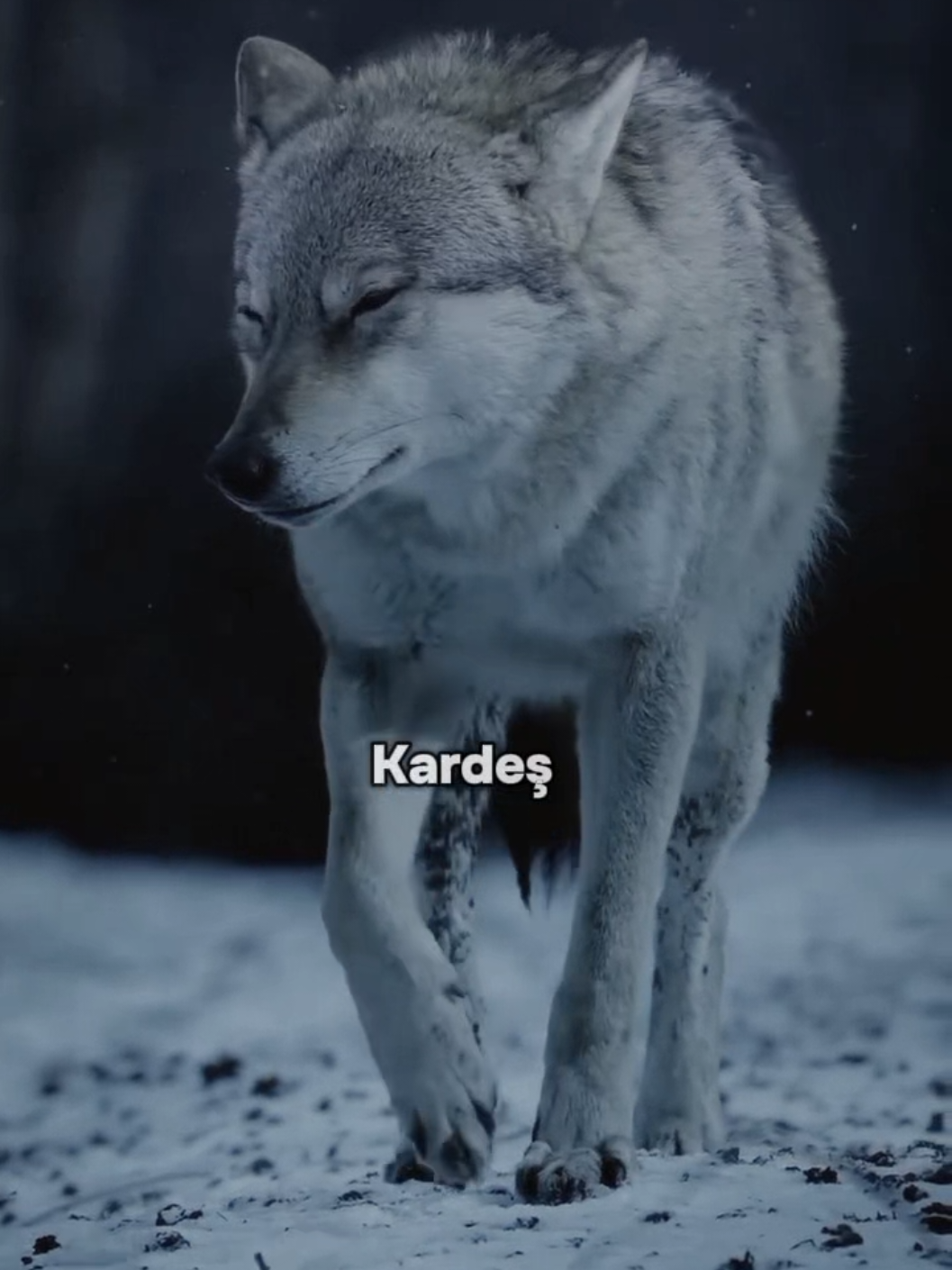 @HAYDAR &Ouml;ZEL