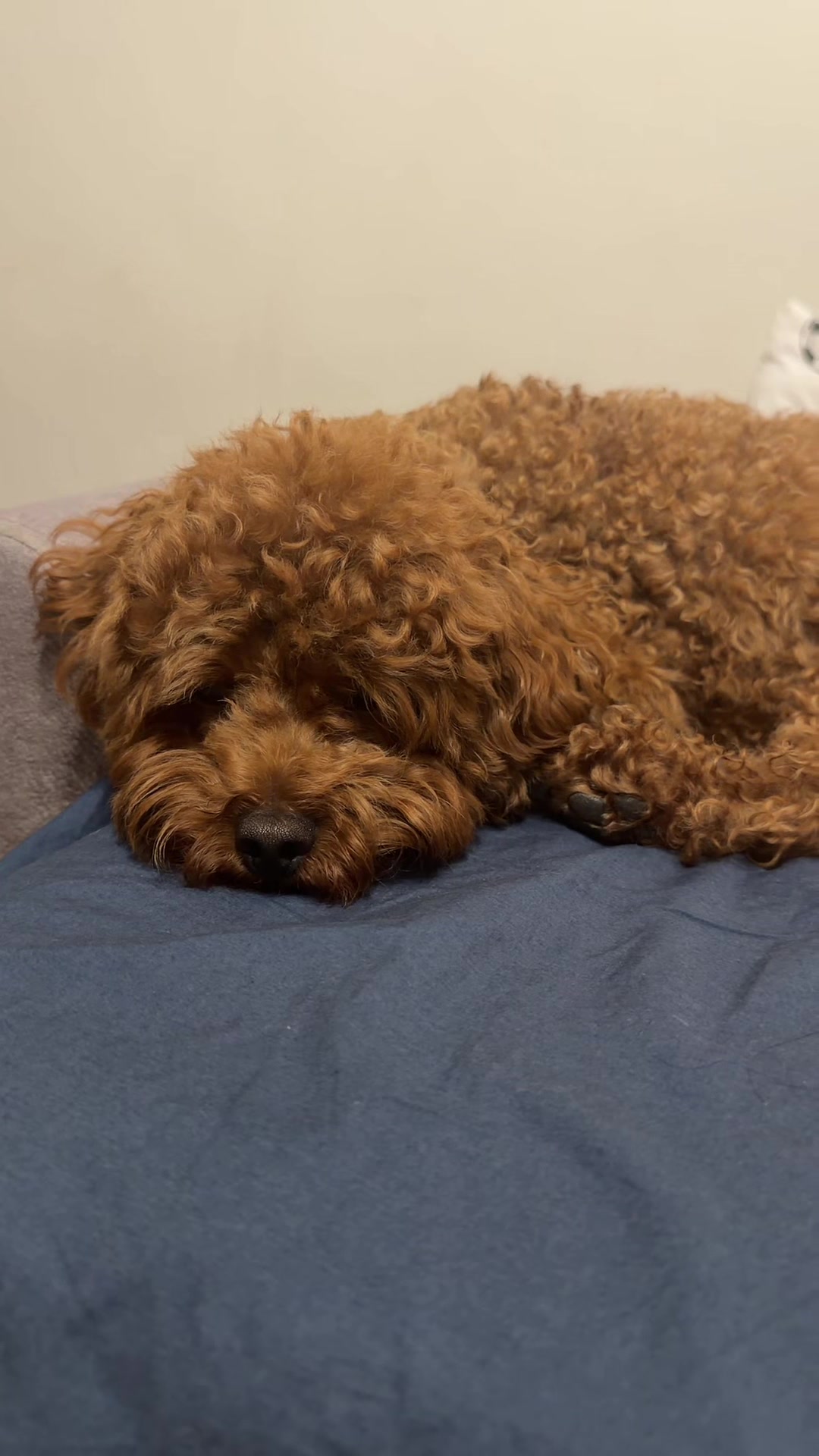 @Benni 🐾 IG: benni_toypoodle