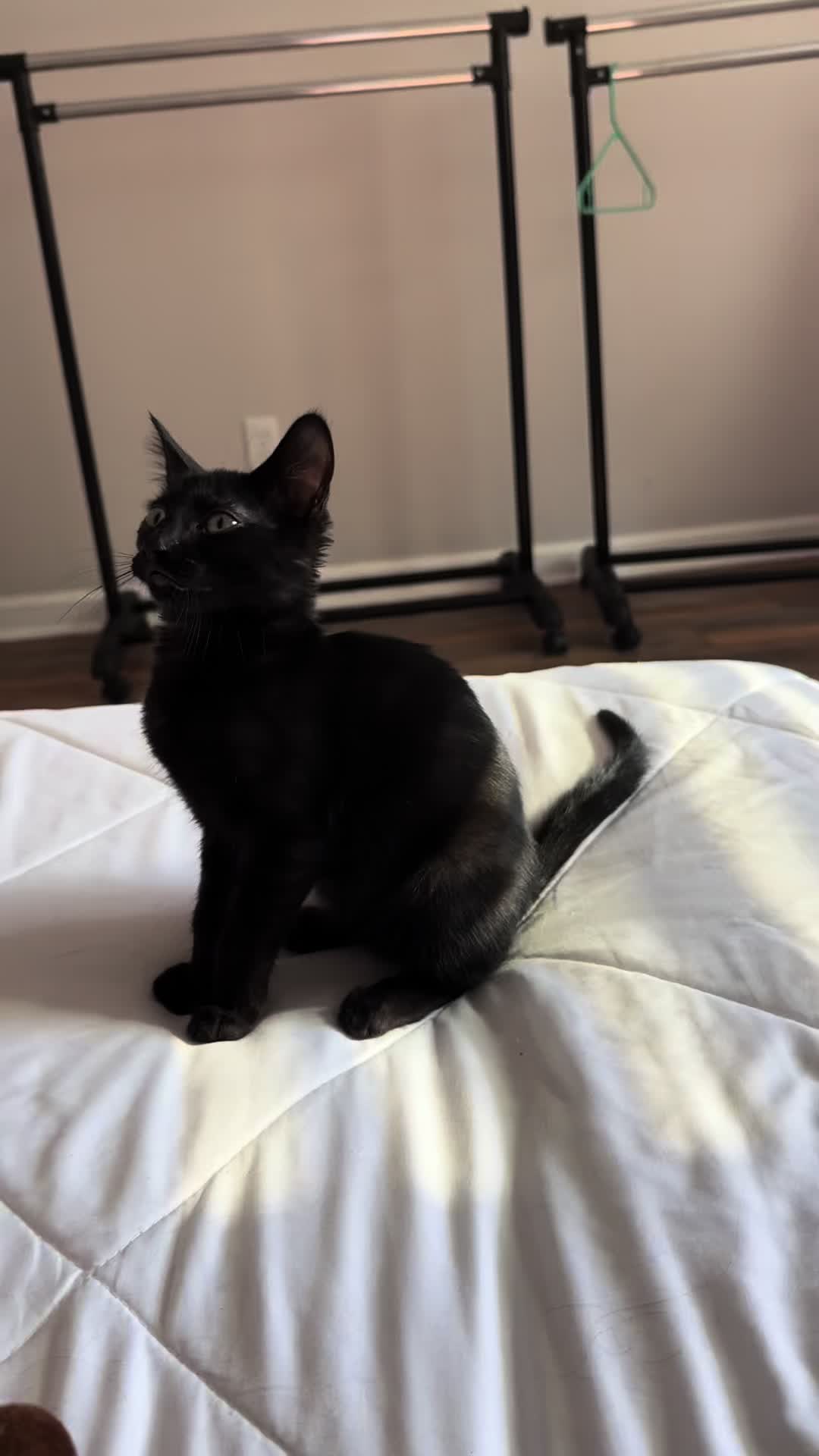 @KrazyKatz