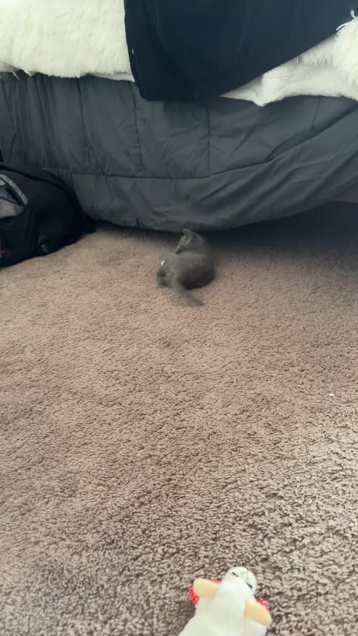 @ẞrannøn🦢