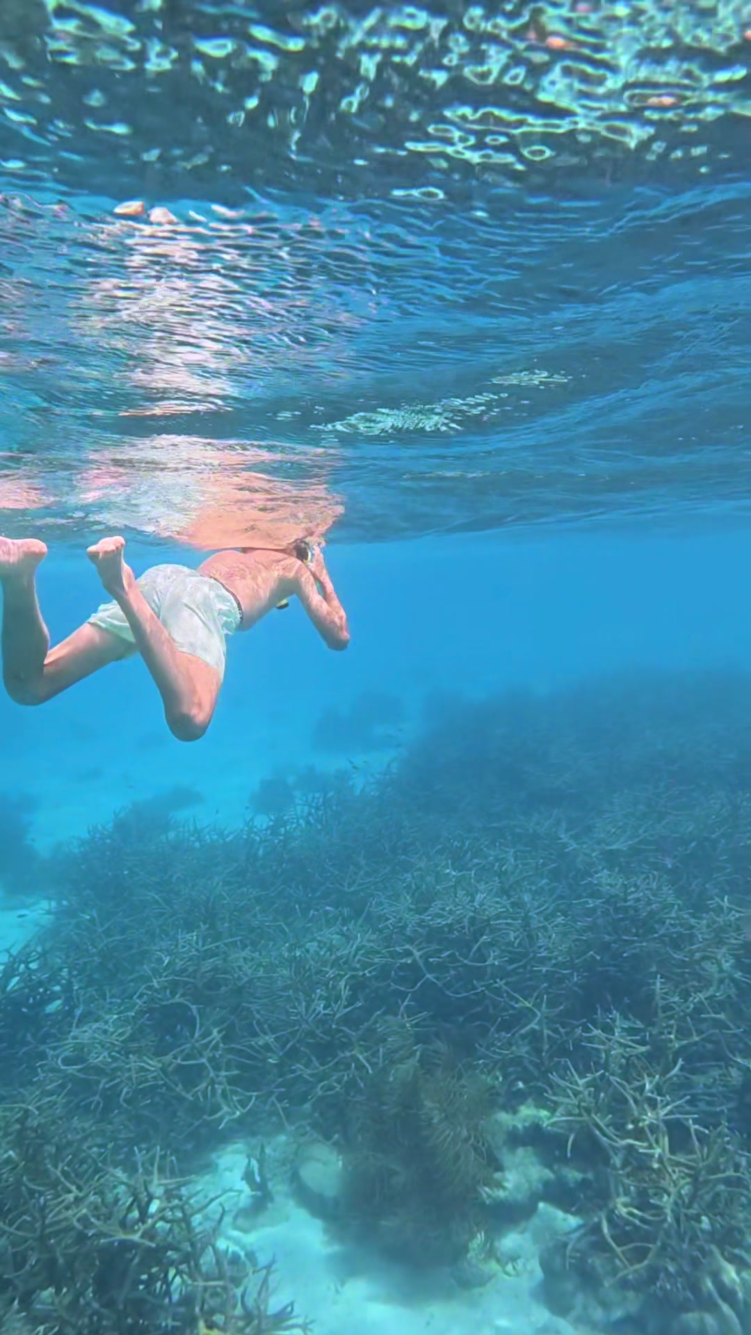 @dolphinsbonaire