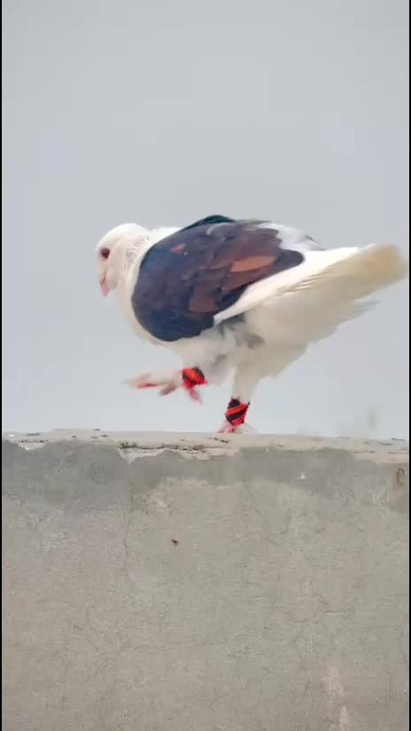 @عدیل رحمن لیہ وال کبوتر باز