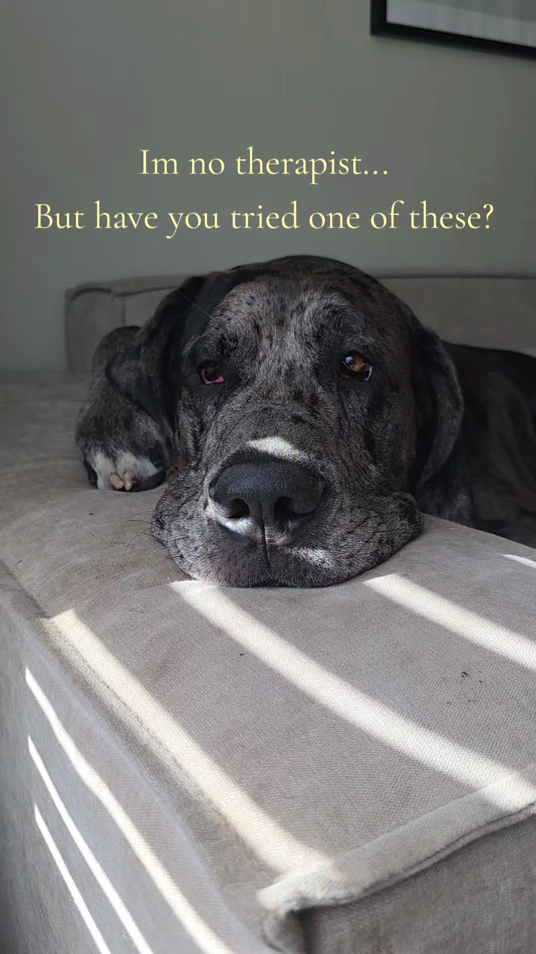 @Magnus the GREAT DANE