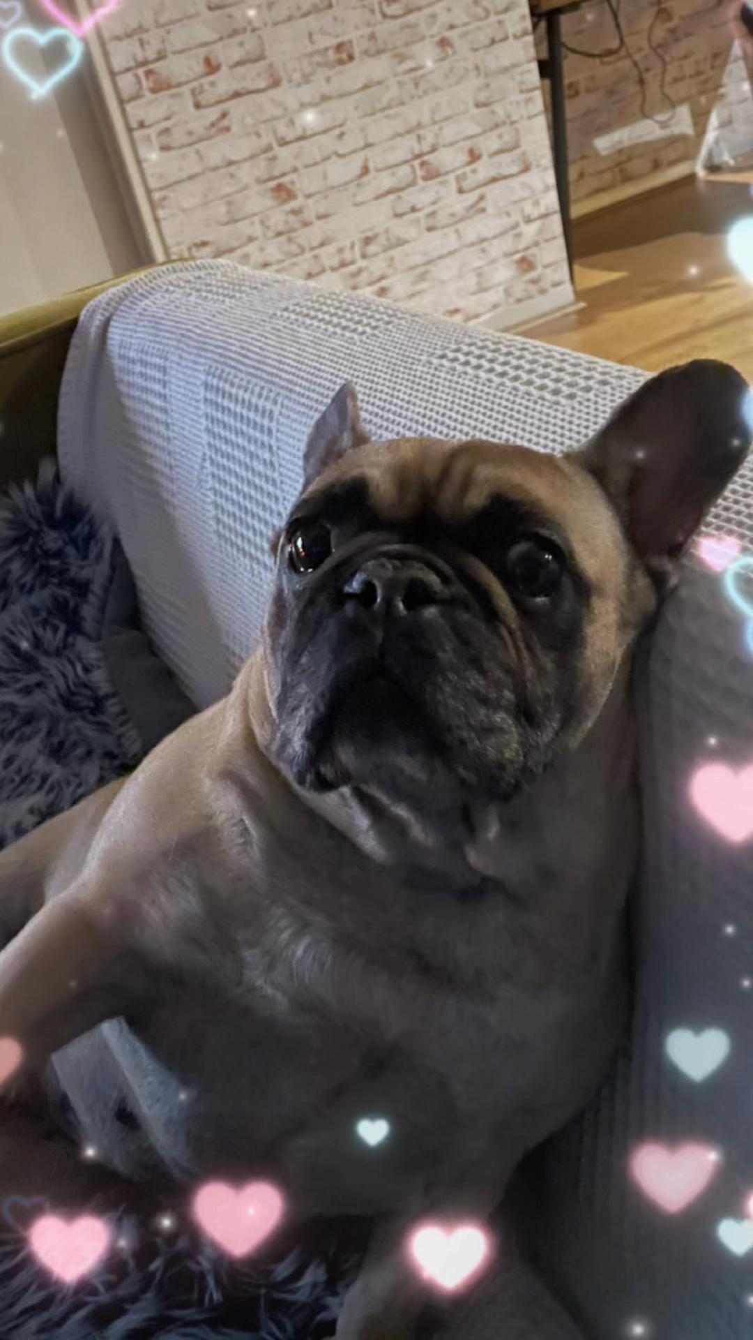 @Miss Lola the Frenchie