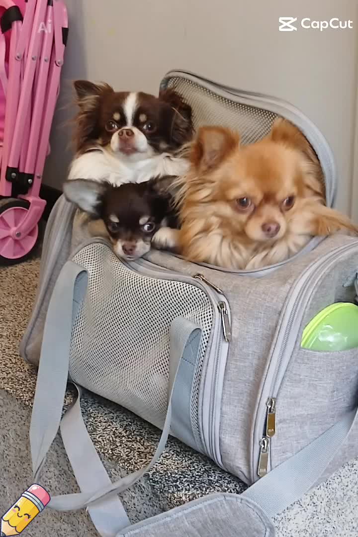 @Melody Gismo Peanut Brownie🐶❤