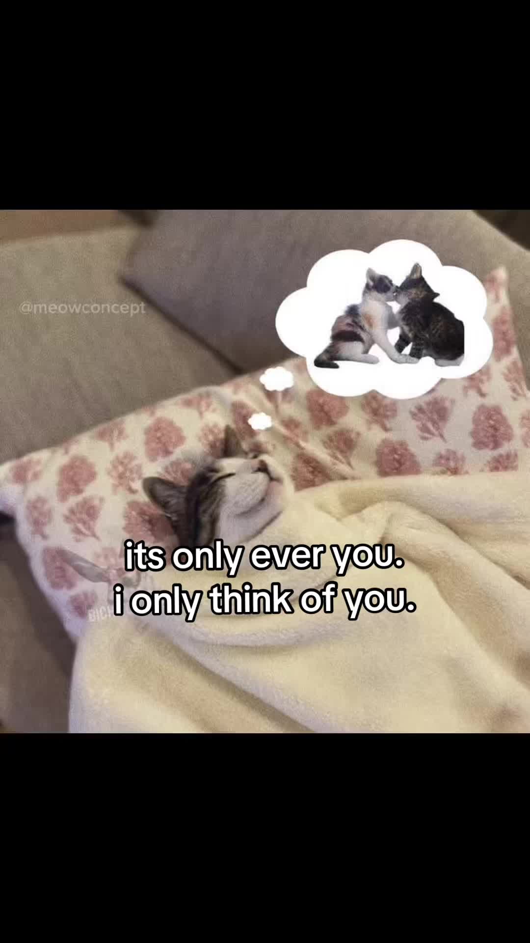 @meowconcept